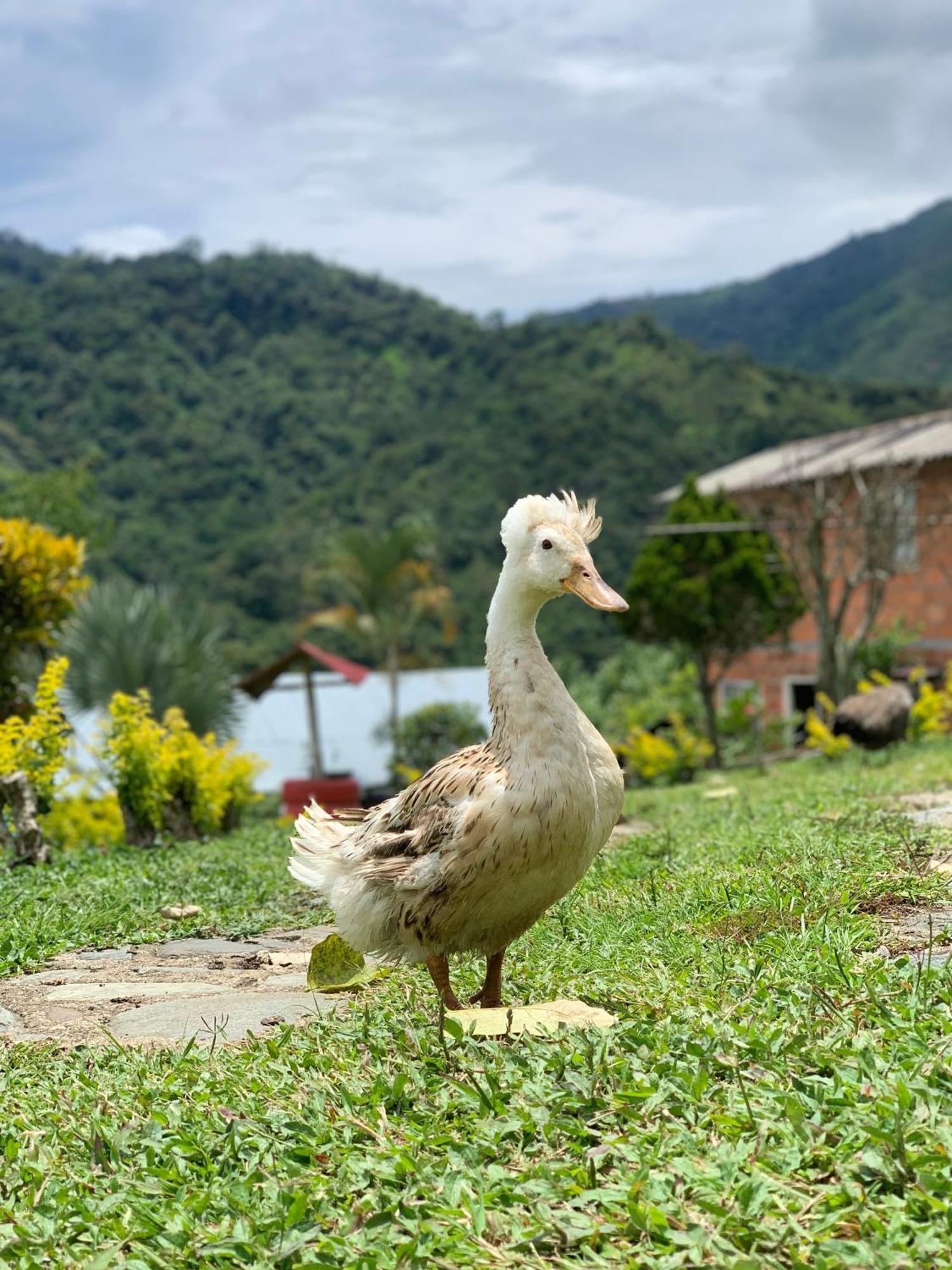 Finca Ecoparaiso Ibagué 外观 照片